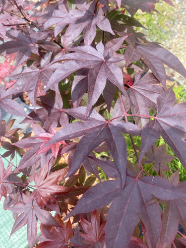 Acer palmatum 'Red Baron' Red Japanese Maple - Maple Ridge Nursery